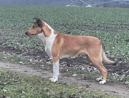 J CH SK, CH SK, Mighty´s Spring Meadow Vil Velyo